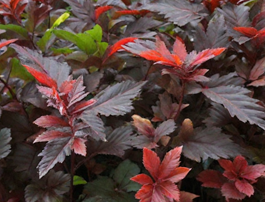 Изображение Пузыреплодник калинолистный Ред Барон Пузыреплодник калинолистный Ред Барон