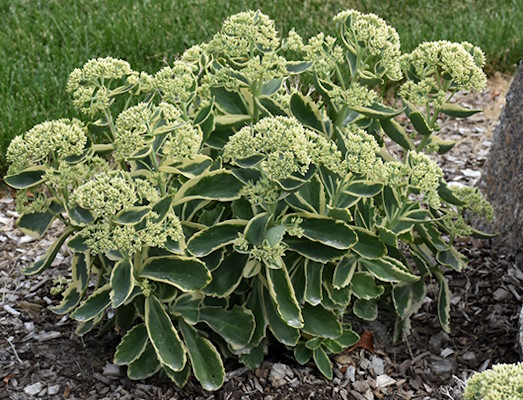 Изображение Очиток видный Отумн Чарм Очиток видный Отумн Чарм