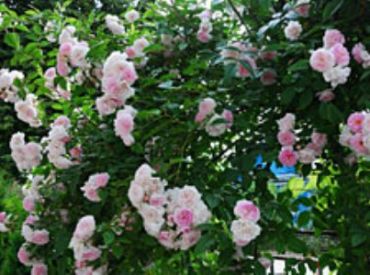 Роза плетистая уральская (без сорта)