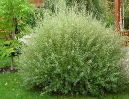 Изображение Ива пурпурная Грацилис Ива пурпурная Грацилис