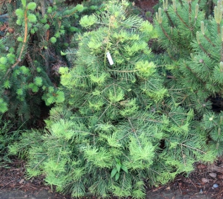 Пихта одноцветная видовая (Abies concolor)