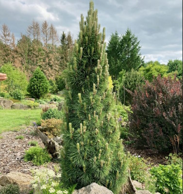 Сосна черная Комет