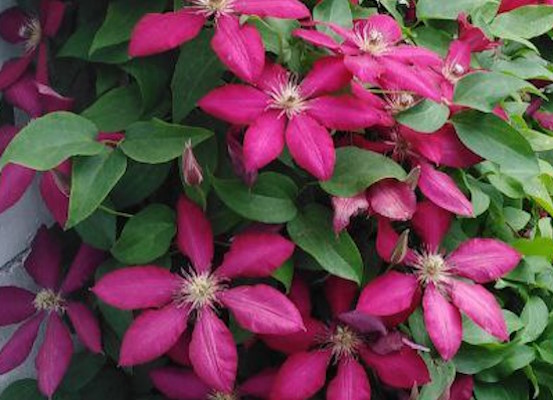 Изображение Клематис Солидарность Клематис Солидарность