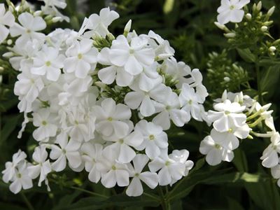Флокс метельчатый Сирень белая