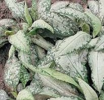 Изображение Медуница длиннолистная Маджести Медуница длиннолистная Маджести