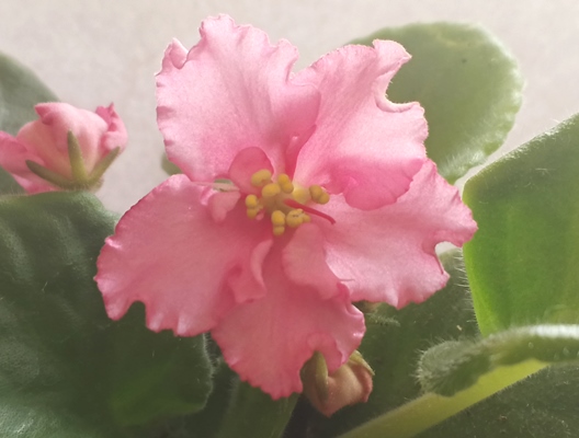 Изображение Фиалка №13 Фиалка №13