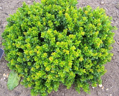 Барбарис Тунберга Кобольд 