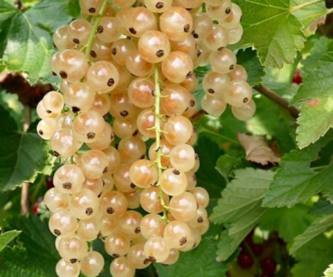 Белая смородина Смольяниновская