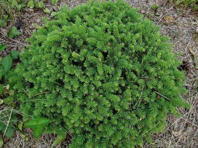 Ель обыкновенная Литл Джем