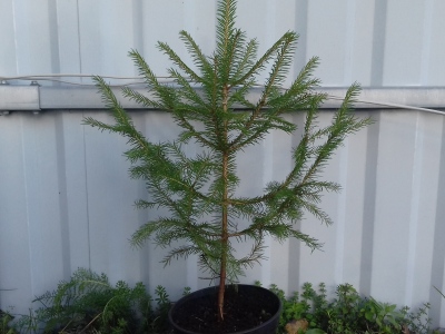 Ель обыкновенная (европейская)