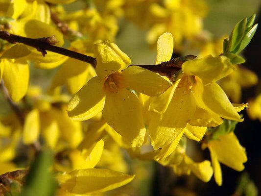 Форзиция яйцевидная