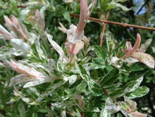 Ива цельнолистная Хакуро Нишики