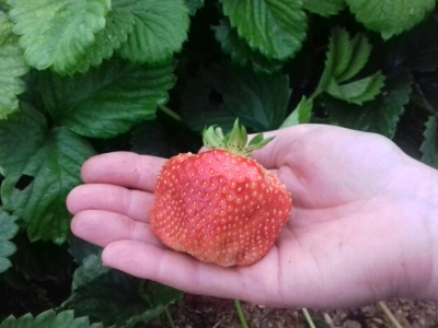 Клубника Чамора Туруси (1 штука)