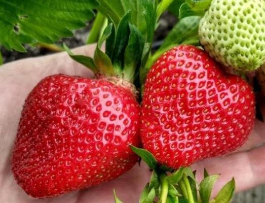 Клубника Джоли (1 штука)