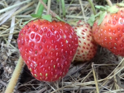 Клубника Соловушка (1 штука)