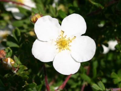 Курильский чай (лапчатка) Абботсвуд