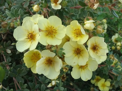 Курильский чай (лапчатка) Примроуз Бьюти 