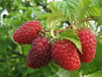 Малина Гусар