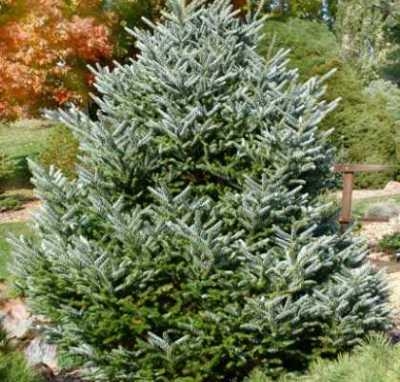 Изображение Пихта корейская Пихта корейская