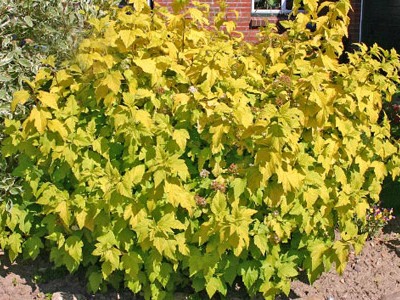 Пузыреплодник калинолистный Ауреа