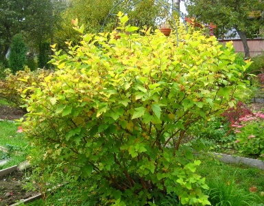 Пузыреплодник калинолистный Дартс Голд