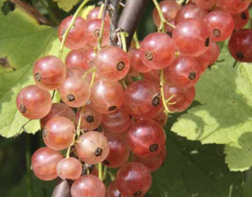 Розовая смородина Голландская розовая