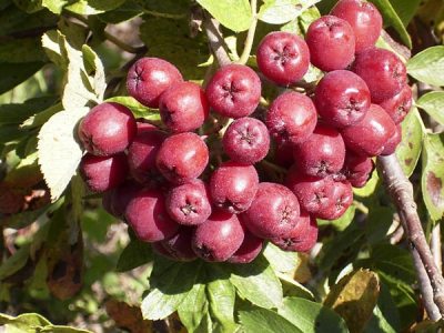 Рябина Титан