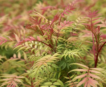 Рябинник рябинолистный Сэм