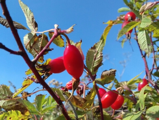 Шиповник собачий