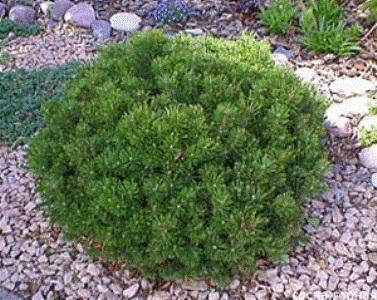 Сосна горная Минимопс