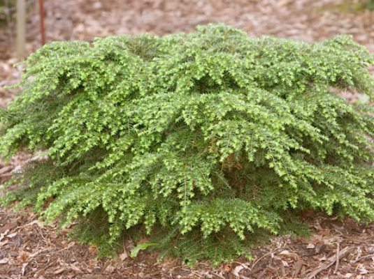 Тсуга канадская нана