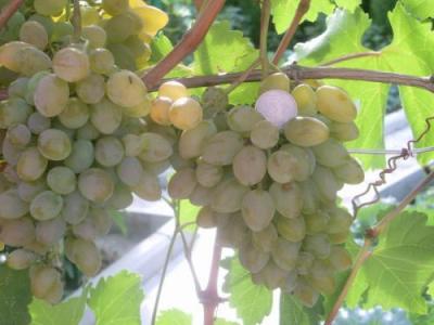 Изображение Виноград зеленый сладкий Виноград зеленый сладкий