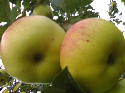 Яблоня Богатырь