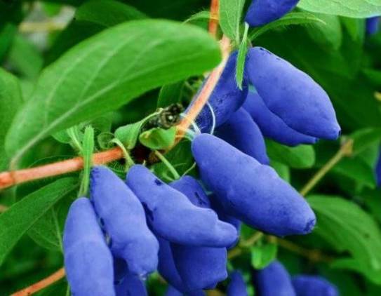 Жимолость Красноярочка