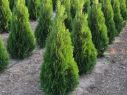 Туя западная Смарагд