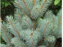 Ель колючая Изели Фастигиата