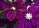 Изображение Клематис Варшавска Найк Клематис Варшавска Найк