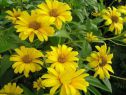 Изображение Гелиопсис Гелиопсис