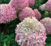 Гортензия метельчатая Пиксио