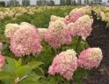 Гортензия метельчатая Саммер Лав