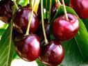 Изображение Черешня Итальянка Черешня Итальянка