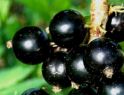 Черная смородина Алтайская поздняя