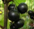 Черная смородина Орловская серенада