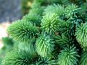 Ель канадская (сизая) Коника