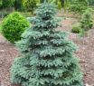 Ель колючая Роял Блю