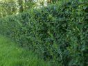 Кизильник блестящий 