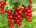 Изображение Красная смородина Константиновская Красная смородина Константиновская