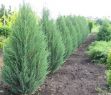 Можжевельник cкальный Блю Эрроу  