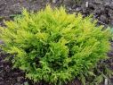 Можжевельник горизонтальный Лаймглоу