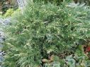 Можжевельник казацкий Вариегата
